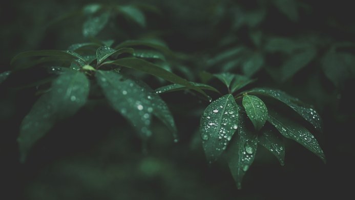 Close-up of green leaves with water droplets after a rain, reflecting light