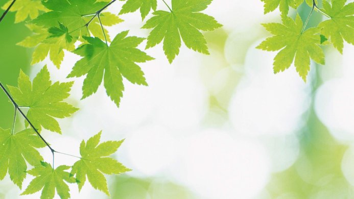 Fresh green maple leaves against a bright, bokeh background