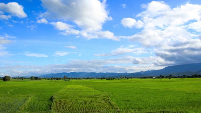 A lush green rice field under a bright blue sky with fluffy white clouds