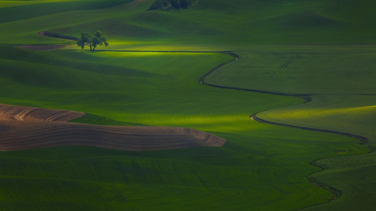 Rolling green hills with a tree