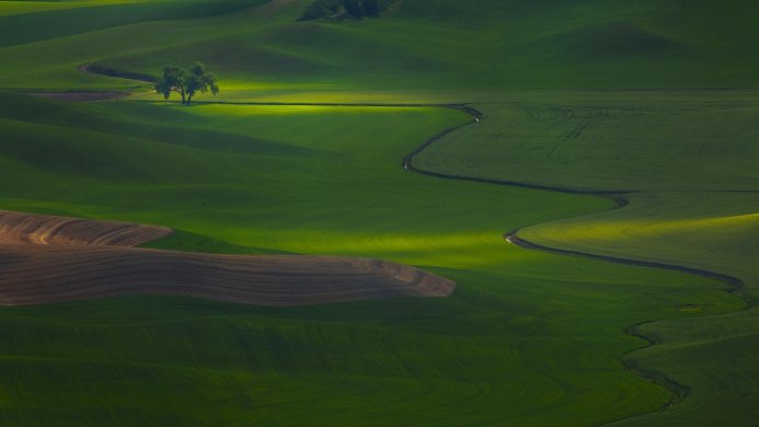 Rolling green hills with a single tree and curving lines create a peaceful landscape
