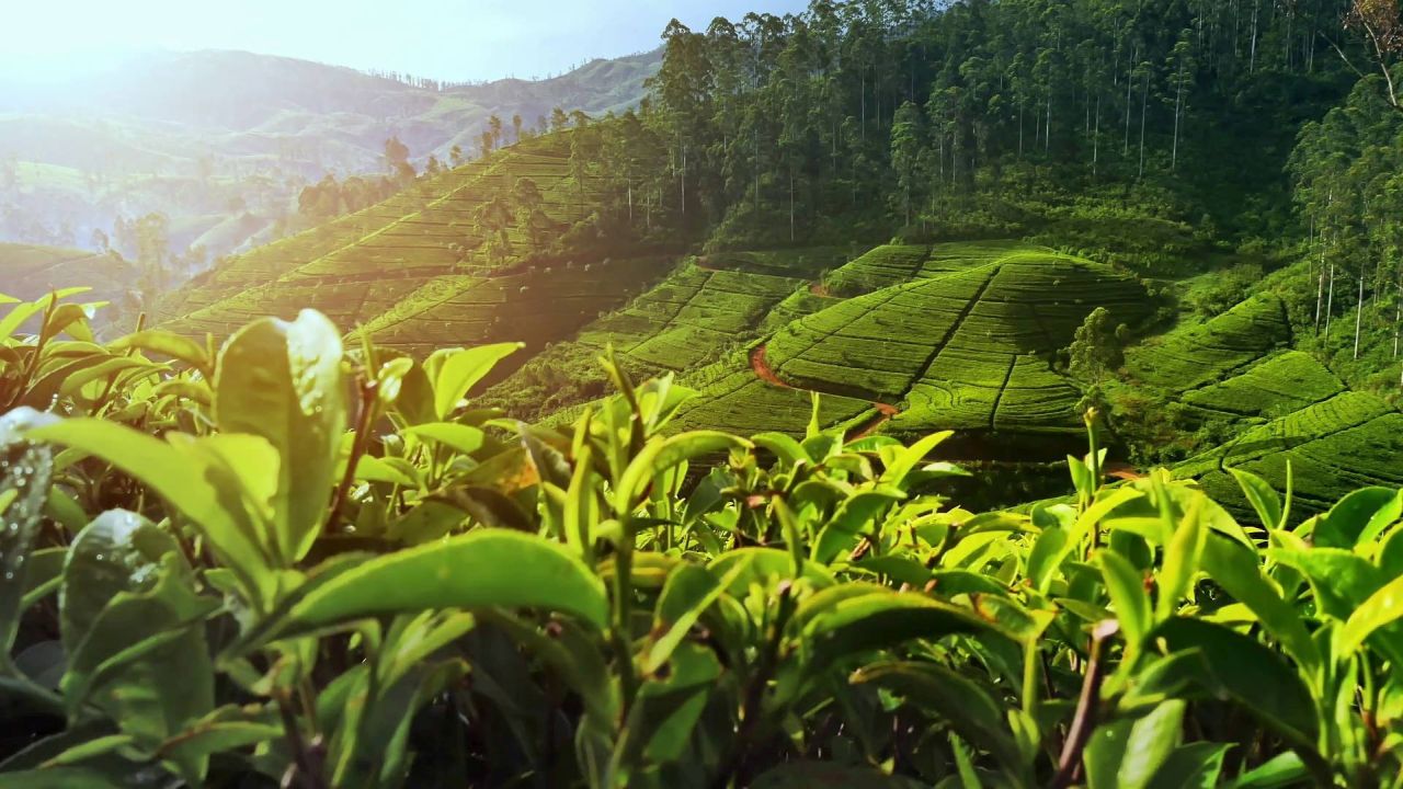 Green tea plantation on a hill