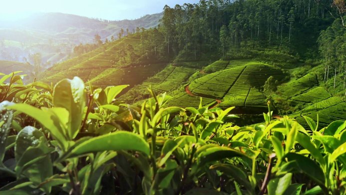 Lush green tea plantation on a hillside with trees in the distance