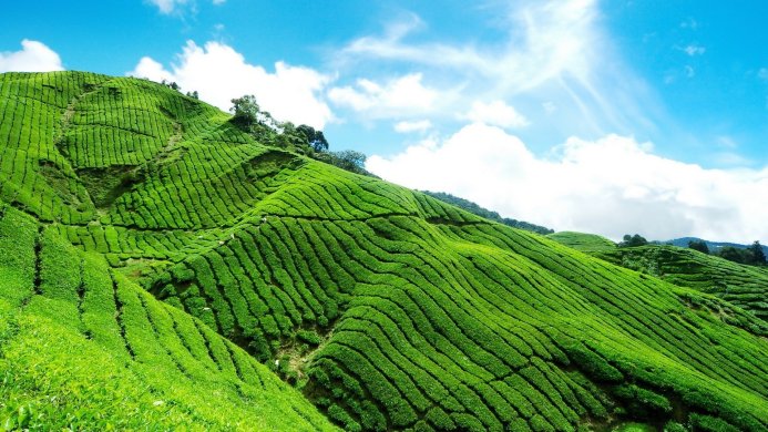 A green tea plantation on a hillside under a blue and cloudy sky