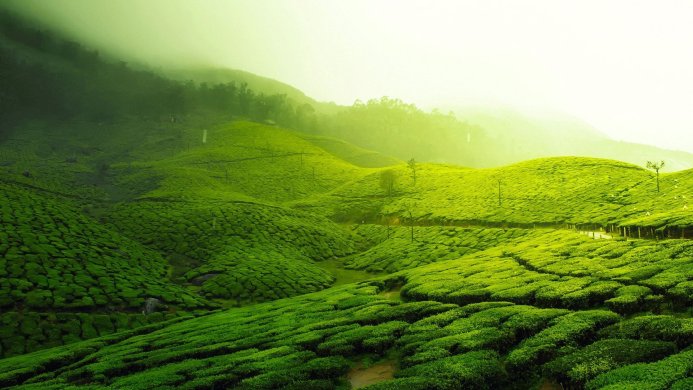 Lush green tea plantation on rolling hills under a soft, hazy light