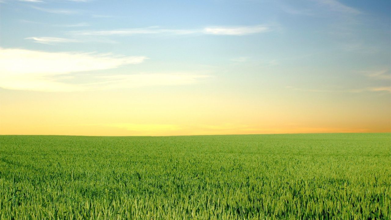 Green wheat field under a blue sky