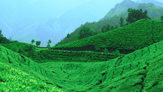 Lush green tea plantation in Kerala, India, with rolling hills and a misty blue sky