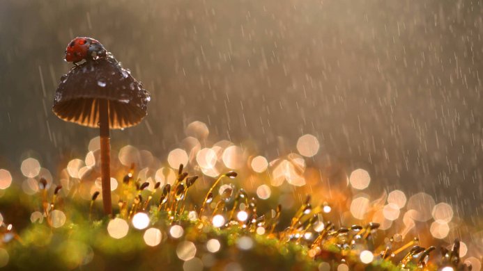 Ladybug on a mushroom in the rain, macro photography