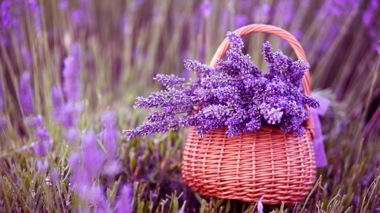 Lavender bouquet in basket on field
