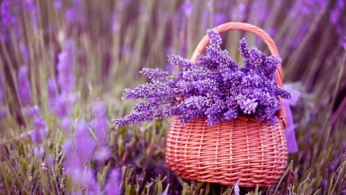 A woven basket filled with vibrant purple lavender flowers in a field