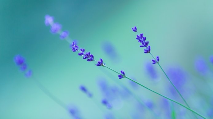 Close-up of lavender flowers against a soft blue background