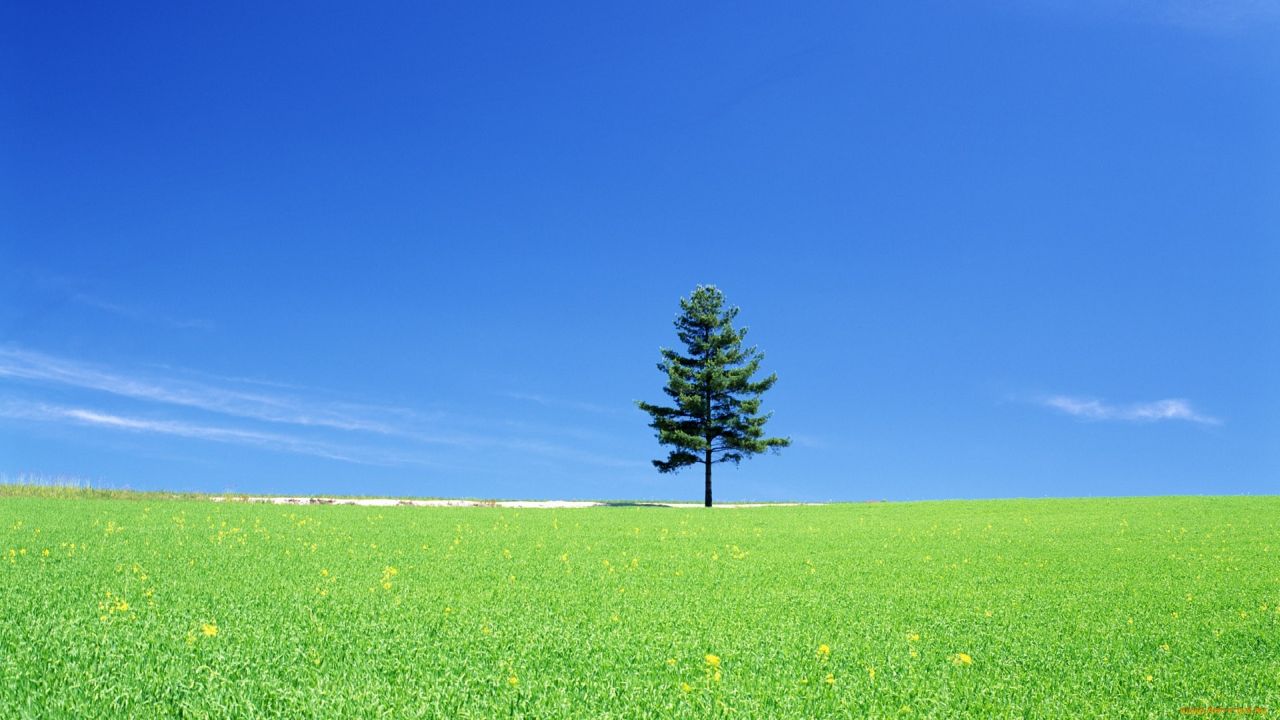 lone tree on a green field