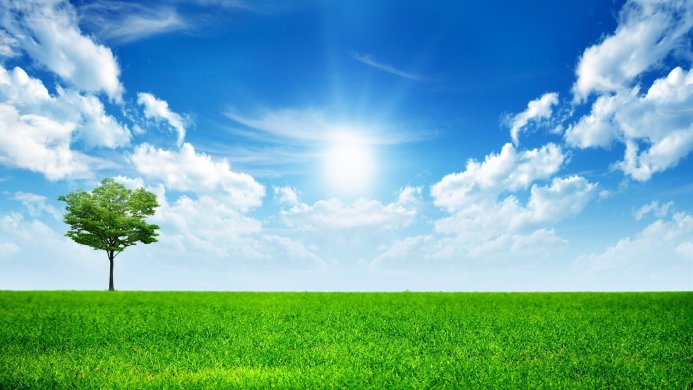 A lone tree in a green field under a blue sky with white clouds and a bright sun