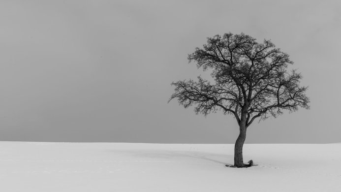 A lone tree stands in a snow-covered field under a gray sky in a black and white landscape photograph