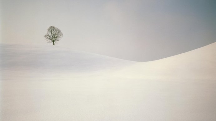A lone tree on a snow-covered hill under a pale sky, minimal winter landscape