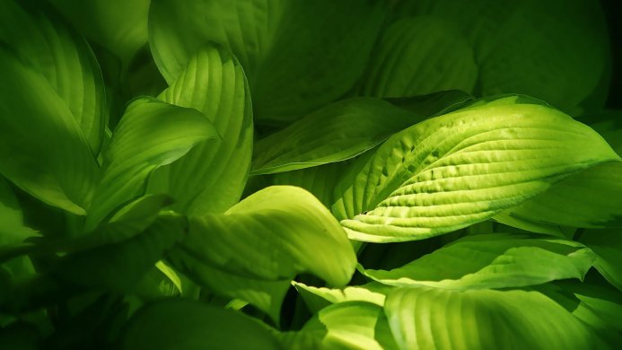 Close-up of vibrant green leaves with visible veins and varied lighting