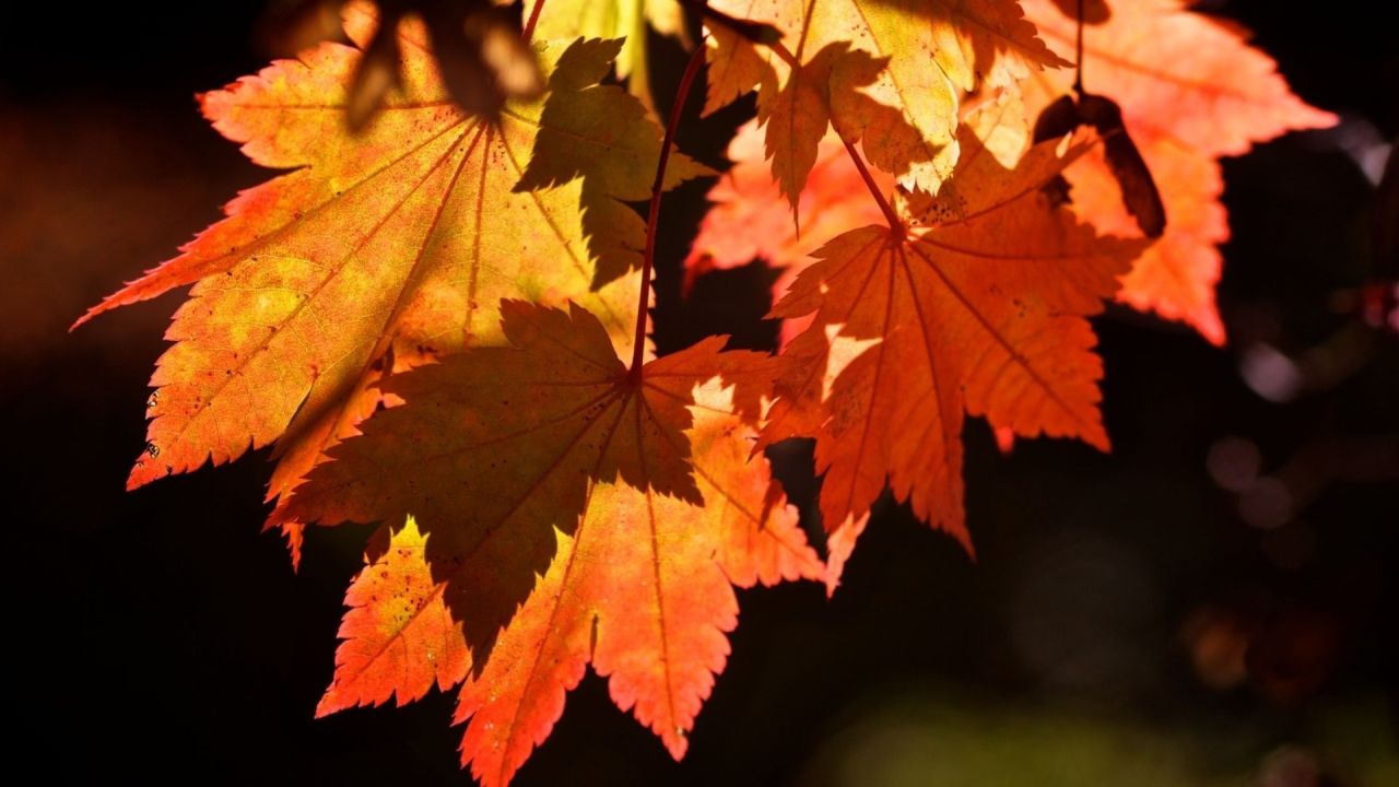Red and yellow maple leaves on a branch