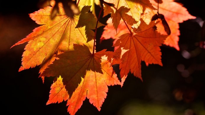 Close-up of vibrant maple leaves in shades of orange, yellow, and red against a dark background