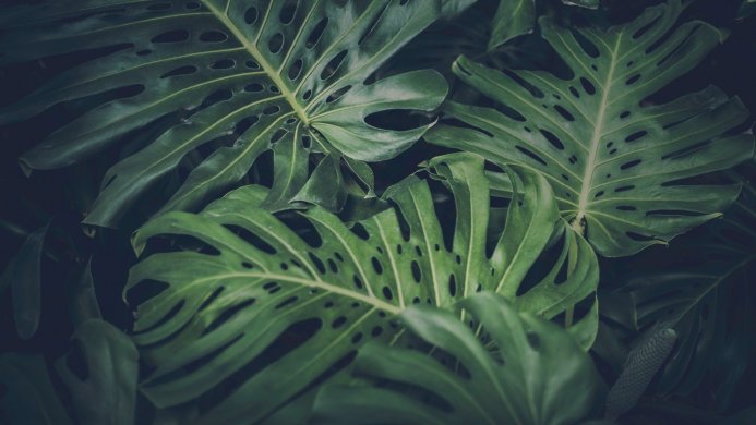 Close-up of lush, green monstera leaves with distinctive holes