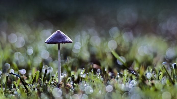 A small mushroom in the grass with dew drops and a bokeh background