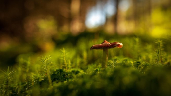 A single mushroom surrounded by green moss in a forest setting
