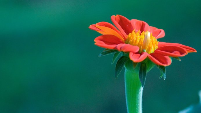Close-up of a bright orange and yellow flower against a green background