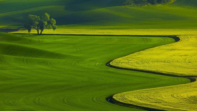 Rolling green and yellow fields with a lone tree in the Palouse region of Washington State
