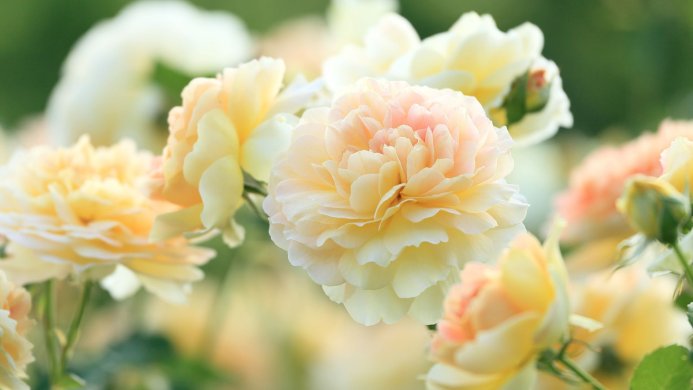 Close-up of a beautiful pastel rose in bloom with soft focus background