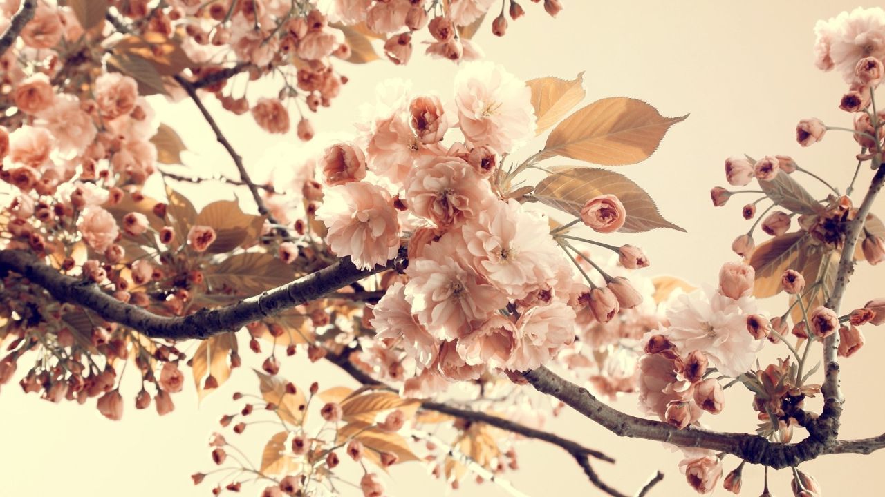 Pale pink cherry blossoms on a branch