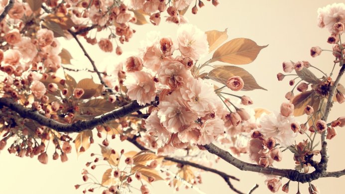Close-up of peach cherry blossoms on a branch against a soft background