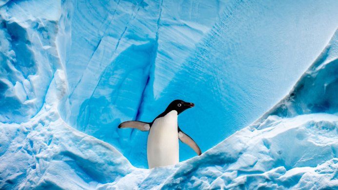 penguin standing on ice with light blue glacier background