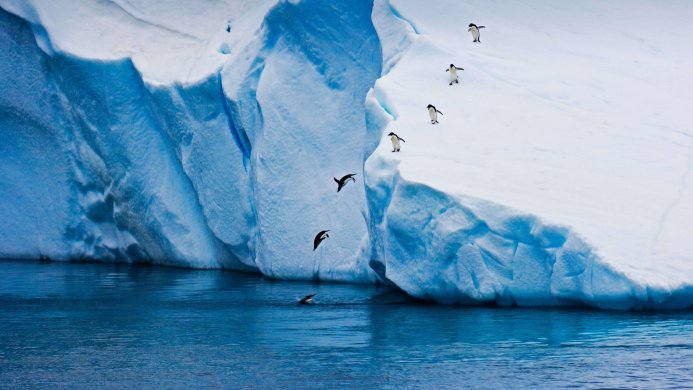 Penguins jumping off an iceberg into the ocean in Antarctica