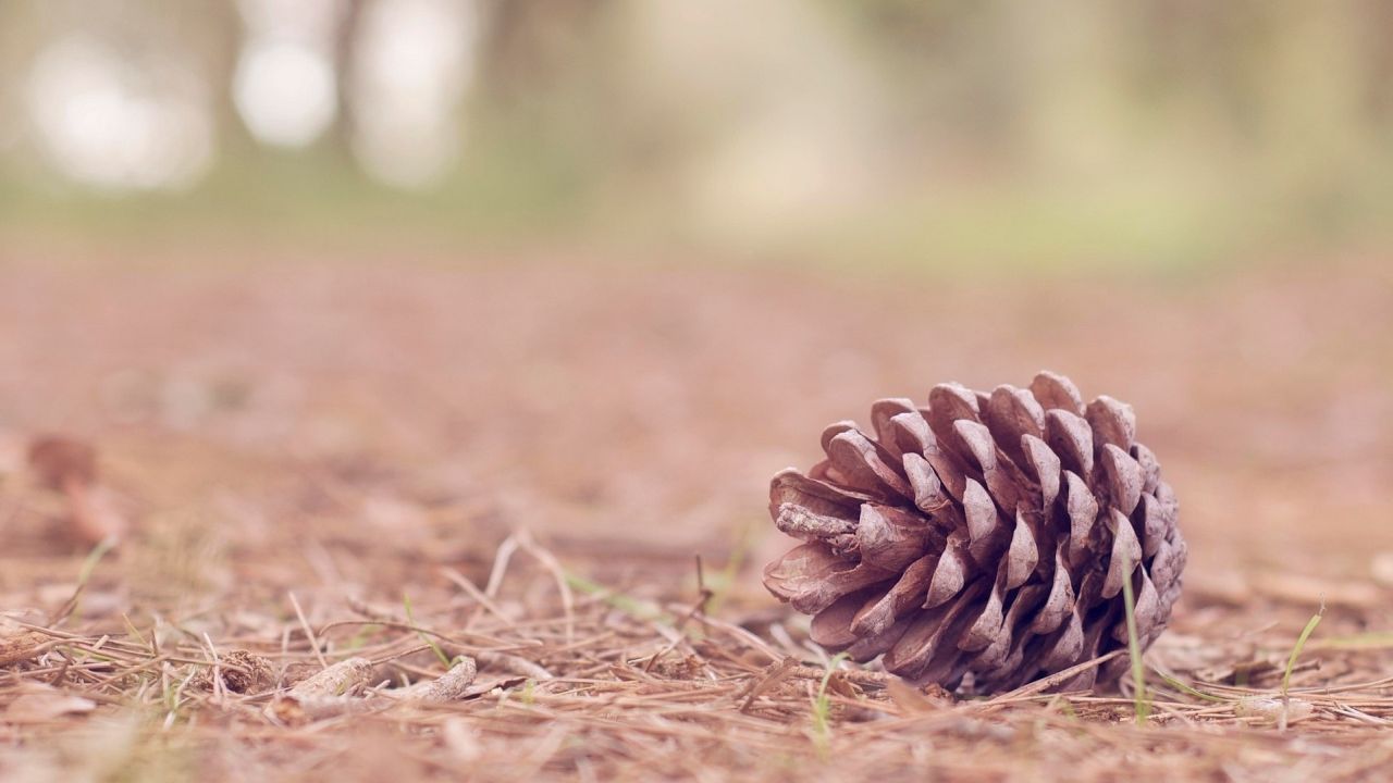 Pine cone on the ground