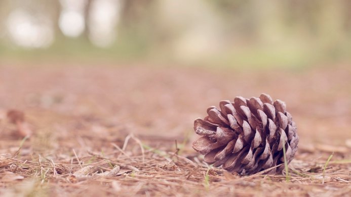 Close-up of a pine cone on a bed of pine needles, soft focus background