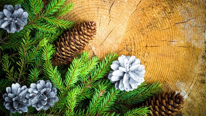 Pine cones and fir branches on a wood surface