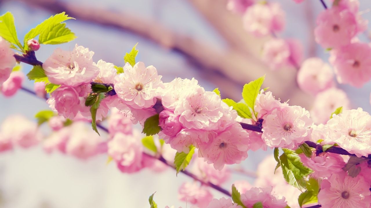 Pink cherry blossoms on a branch