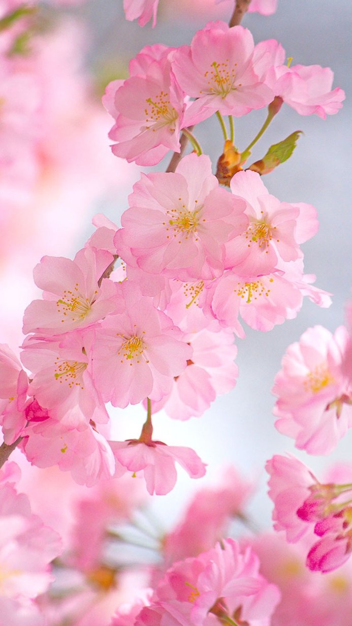Close-up of pink cherry blossom flowers against a blurred, light blue background