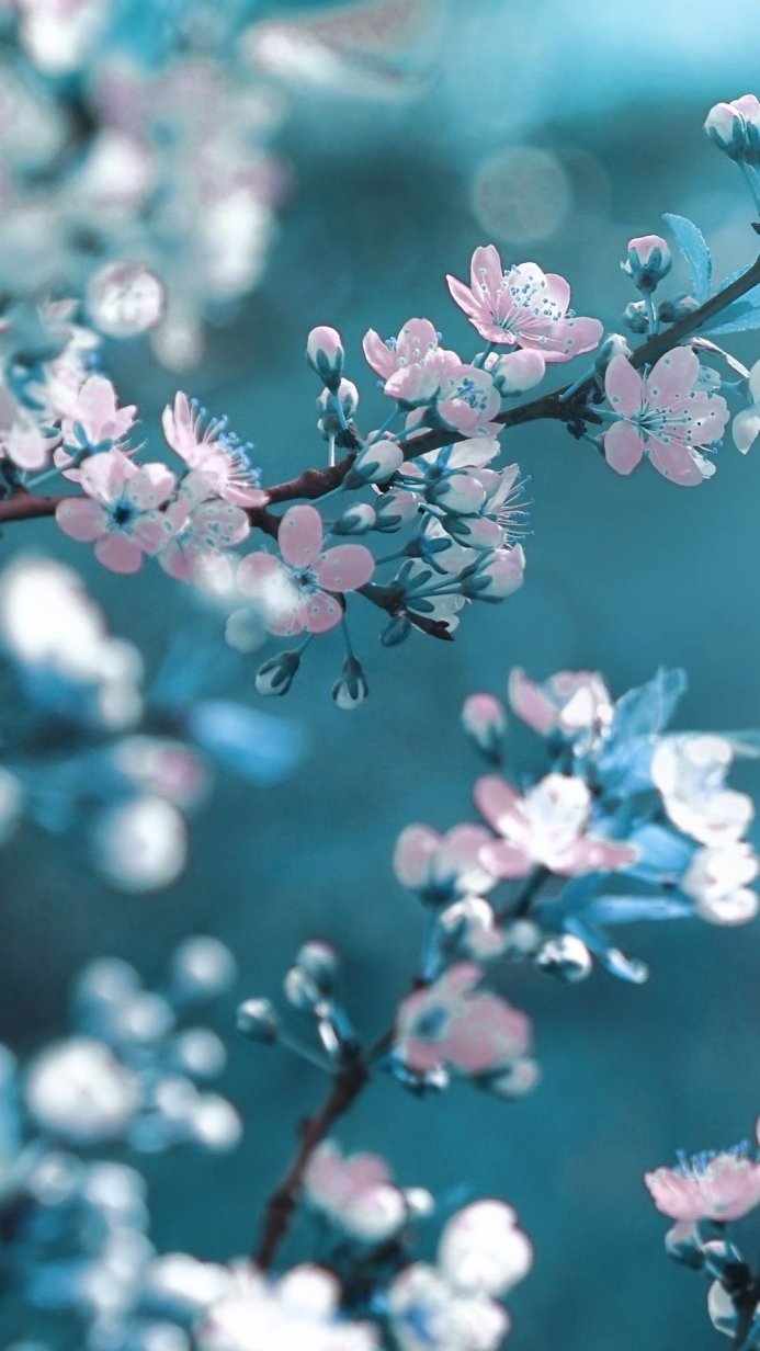 Close-up of pink cherry blossoms against a blue background
