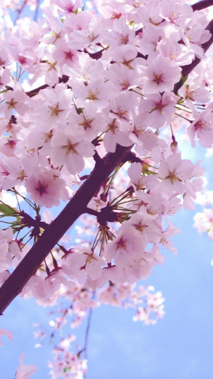 Close-up of pink cherry blossoms against a bright blue sky
