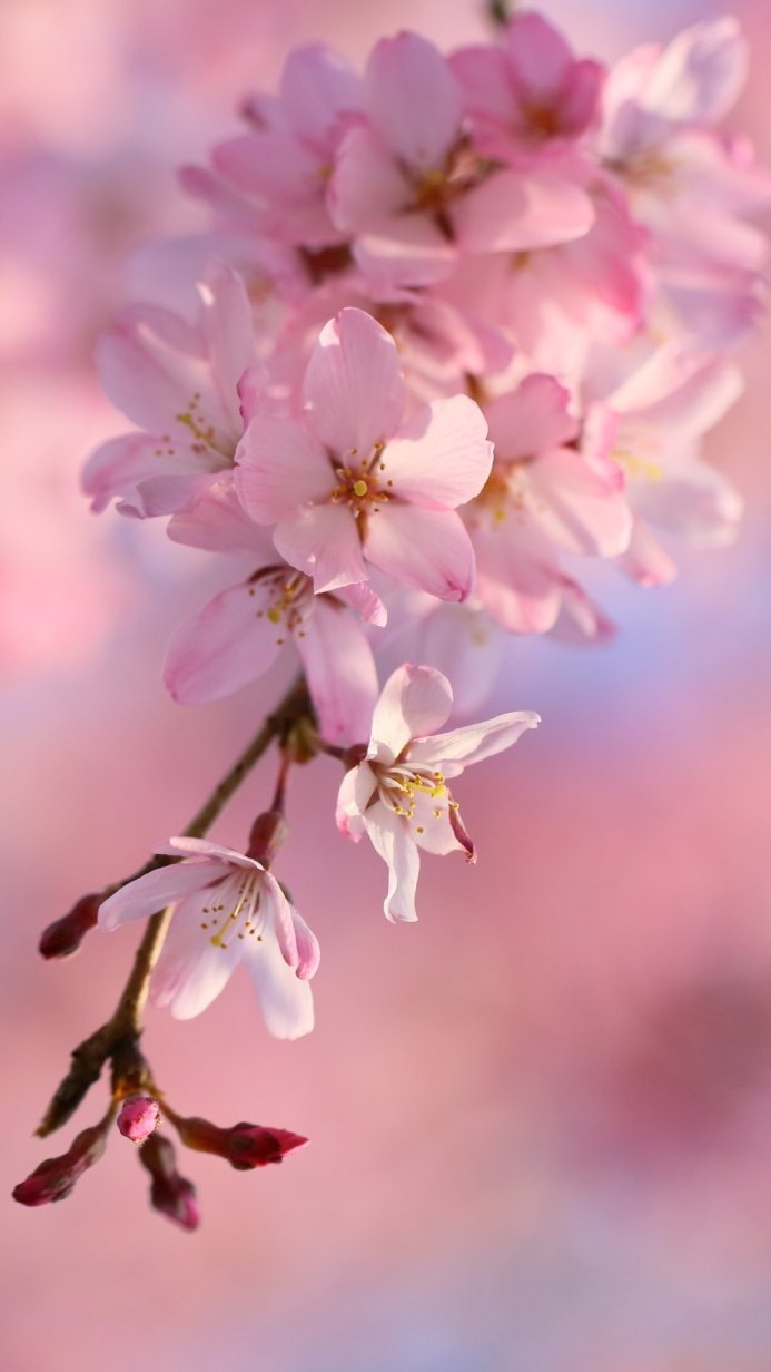 Close-up of pink cherry blossoms on a branch with buds