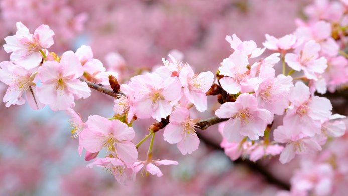 Close-up of pink cherry blossoms on a branch, soft background