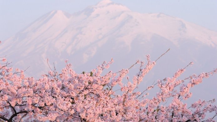 Pink cherry blossoms with a snow-capped mountain in the background