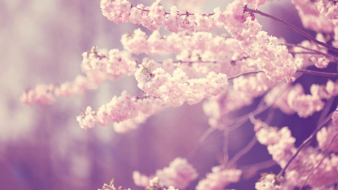 Close-up of pink cherry blossoms on branches, soft focus