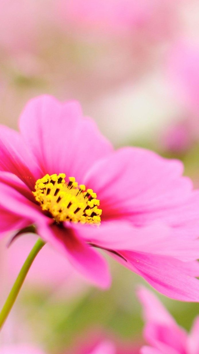 Close up of a pink Cosmos flower with a yellow center
