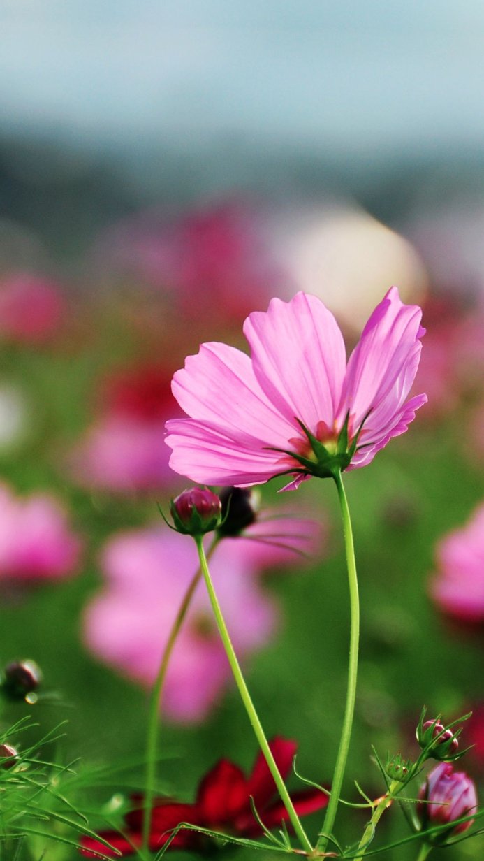 Close-up of a pink Cosmos flower with a green stem and blurred background of other pink flowers