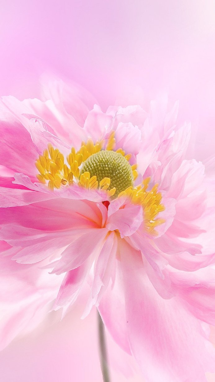 Close-up of a pink flower with yellow and green center