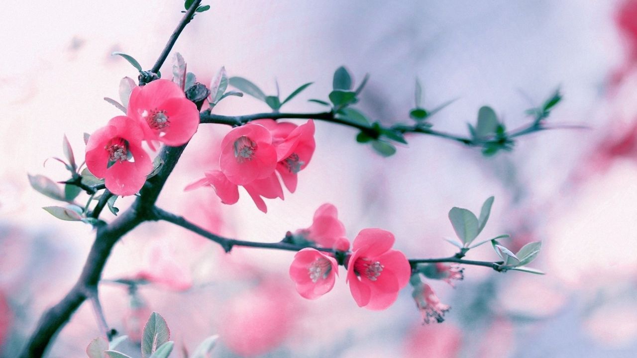 Pink quince flowers on a branch