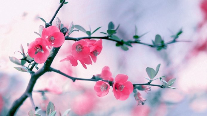 A branch with blooming pink flowers against a soft, blurred background