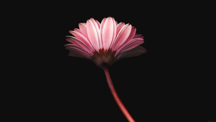A single pink Gerbera flower with a red stem against a black background