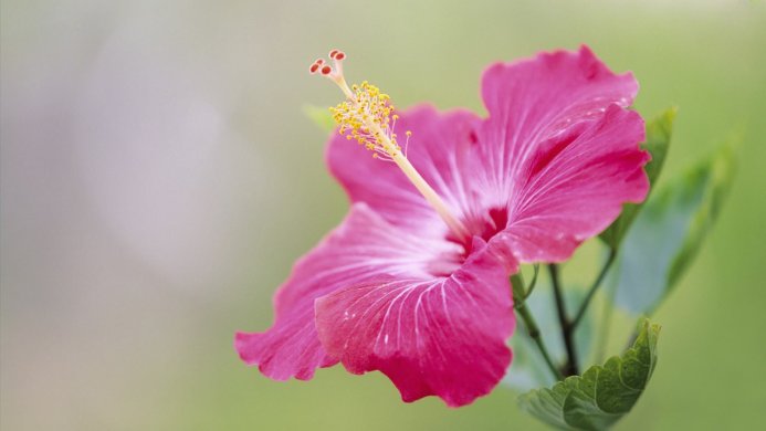A vibrant pink hibiscus flower with a prominent yellow stamen against a soft green background